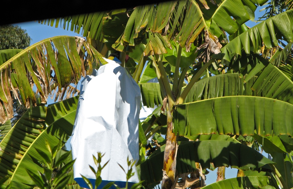 Banana Tree – Fruit Wrapped for Protection